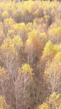 Ukrayna 'da bir sonbahar gününde bir orman manzarasının dikey videosu