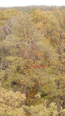 Ukrayna 'da bir sonbahar gününde bir orman manzarasının dikey videosu