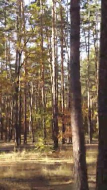 Ukrayna 'da bir sonbahar gününde bir orman manzarasının dikey videosu