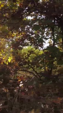 Ukrayna 'da bir sonbahar gününde bir orman manzarasının dikey videosu