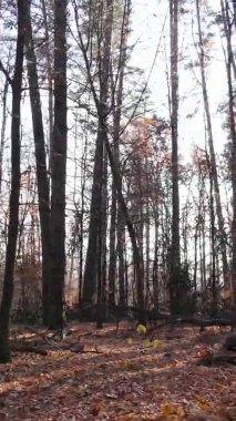 Ukrayna 'da bir sonbahar gününde bir orman manzarasının dikey videosu