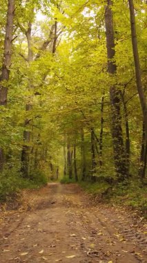 Ukrayna 'da bir sonbahar gününde bir orman manzarasının dikey videosu