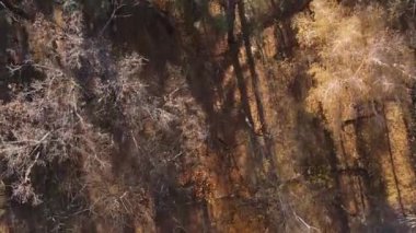 Ukrayna 'da bir sonbahar gününde bir orman manzarasının dikey videosu