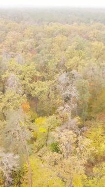 Ukrayna 'da bir sonbahar gününde bir orman manzarasının dikey videosu