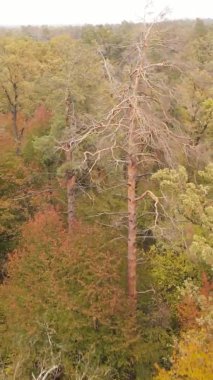 Ukrayna 'da bir sonbahar gününde bir orman manzarasının dikey videosu