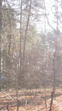 Ukrayna 'da bir sonbahar gününde bir orman manzarasının dikey videosu