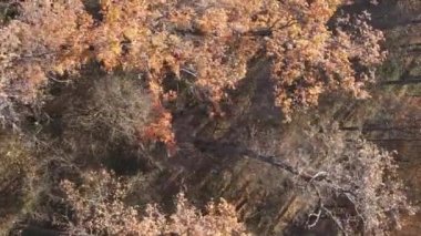 Ukrayna 'da bir sonbahar gününde bir orman manzarasının dikey videosu