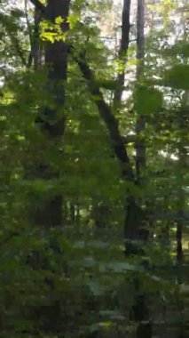 Ukrayna 'da bir sonbahar gününde bir orman manzarasının dikey videosu