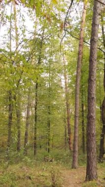 Ukrayna 'da bir sonbahar gününde bir orman manzarasının dikey videosu