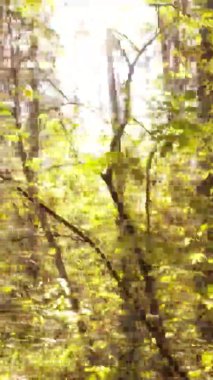 Ukrayna 'da bir sonbahar gününde bir orman manzarasının dikey videosu