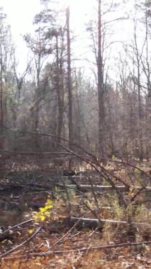 Ukrayna 'da bir sonbahar gününde bir orman manzarasının dikey videosu