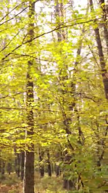 Ukrayna 'da bir sonbahar gününde bir orman manzarasının dikey videosu