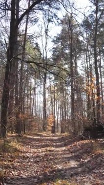 Ukrayna 'da bir sonbahar gününde bir orman manzarasının dikey videosu