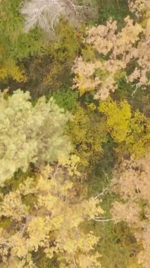 Ukrayna 'da bir sonbahar gününde bir orman manzarasının dikey videosu