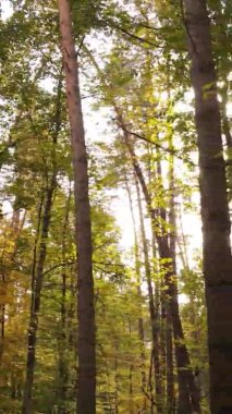 Ukrayna 'da bir sonbahar gününde bir orman manzarasının dikey videosu