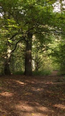 Ukrayna 'da bir sonbahar gününde bir orman manzarasının dikey videosu