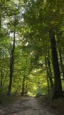 Ukrayna 'da bir sonbahar gününde bir orman manzarasının dikey videosu