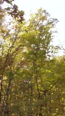 Ukrayna 'da bir sonbahar gününde bir orman manzarasının dikey videosu