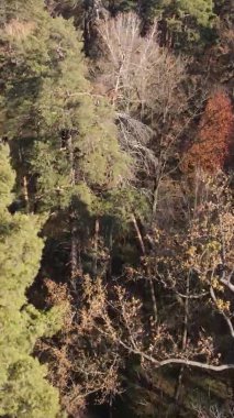 Ukrayna 'da bir sonbahar gününde bir orman manzarasının dikey videosu