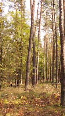 Ukrayna 'da bir sonbahar gününde bir orman manzarasının dikey videosu