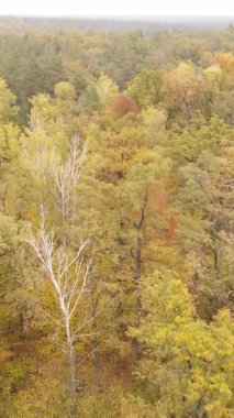 Ukrayna 'da bir sonbahar gününde bir orman manzarasının dikey videosu