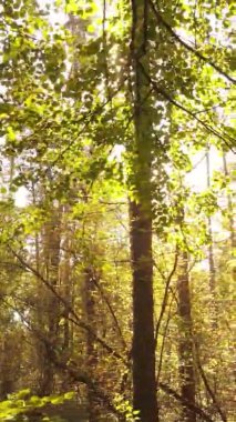 Ukrayna 'da bir sonbahar gününde bir orman manzarasının dikey videosu