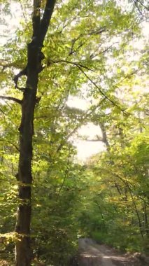 Ukrayna 'da bir sonbahar gününde bir orman manzarasının dikey videosu