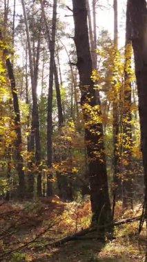 Ukrayna 'da bir sonbahar gününde bir orman manzarasının dikey videosu