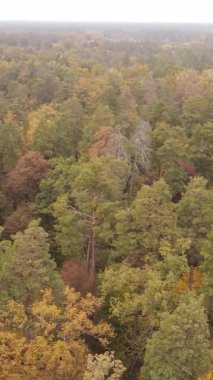 Ukrayna 'da bir sonbahar gününde bir orman manzarasının dikey videosu