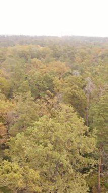 Ukrayna 'da bir sonbahar gününde bir orman manzarasının dikey videosu