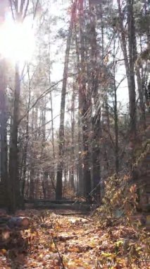 Ukrayna 'da bir sonbahar gününde bir orman manzarasının dikey videosu