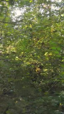 Ukrayna 'da bir sonbahar gününde bir orman manzarasının dikey videosu