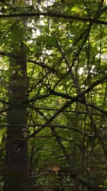 Ukrayna 'da bir sonbahar gününde bir orman manzarasının dikey videosu