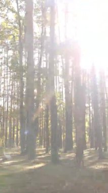 Ukrayna 'da bir sonbahar gününde bir orman manzarasının dikey videosu