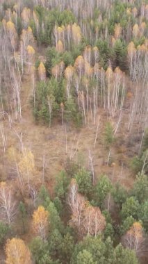 Ukrayna 'da bir sonbahar gününde bir orman manzarasının dikey videosu