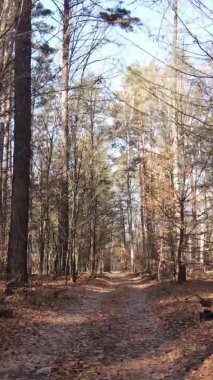 Ukrayna 'da bir sonbahar gününde bir orman manzarasının dikey videosu