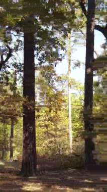 Ukrayna 'da bir sonbahar gününde bir orman manzarasının dikey videosu