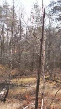 Ukrayna 'da bir sonbahar gününde bir orman manzarasının dikey videosu