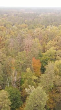 Ukrayna 'da bir sonbahar gününde bir orman manzarasının dikey videosu