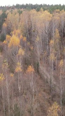 Ukrayna 'da bir sonbahar gününde bir orman manzarasının dikey videosu