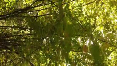 Ukrayna 'da bir sonbahar gününde bir orman manzarasının dikey videosu