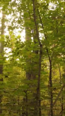 Ukrayna 'da bir sonbahar gününde bir orman manzarasının dikey videosu