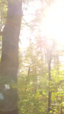 Ukrayna 'da bir sonbahar gününde bir orman manzarasının dikey videosu