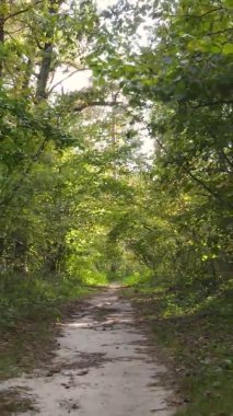 Ukrayna 'da bir sonbahar gününde bir orman manzarasının dikey videosu