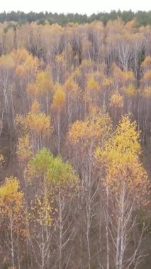 Ukrayna 'da bir sonbahar gününde bir orman manzarasının dikey videosu