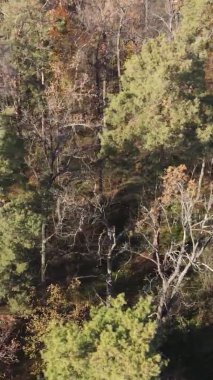 Ukrayna 'da bir sonbahar gününde bir orman manzarasının dikey videosu