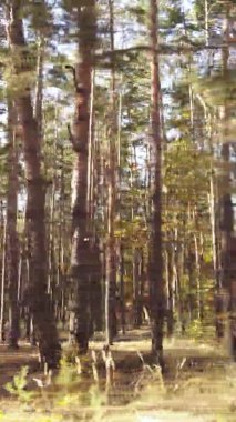 Ukrayna 'da bir sonbahar gününde bir orman manzarasının dikey videosu