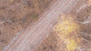 Ukrayna 'da bir sonbahar gününde bir orman manzarasının dikey videosu