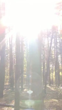 Ukrayna 'da bir sonbahar gününde bir orman manzarasının dikey videosu