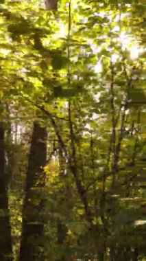 Ukrayna 'da bir sonbahar gününde bir orman manzarasının dikey videosu